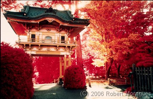 Color Infrared -  Japanese Gardens 1 
